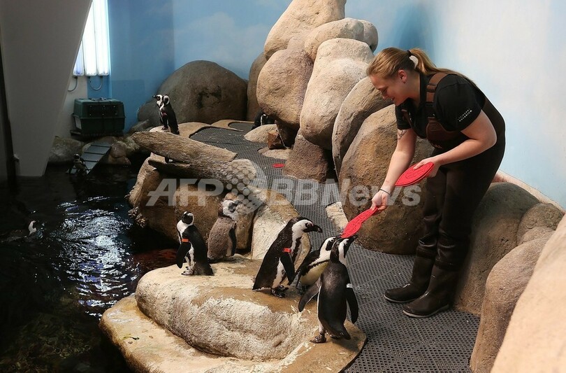 読める？ペンギンにバレンタインカード、来館者が手書き