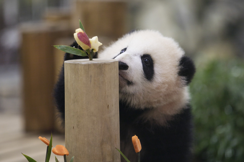 パンダの赤ちゃん 彩浜 生後半年を祝う 和歌山 写真9枚 国際ニュース Afpbb News