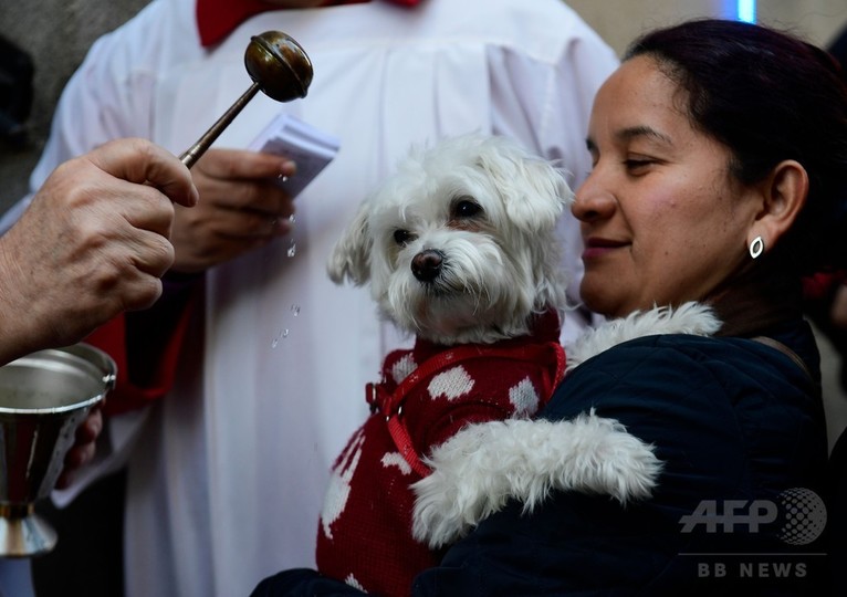 犬にも神の祝福 動物の守護聖人 聖アントニオ の日 スペイン 写真9枚 国際ニュース Afpbb News