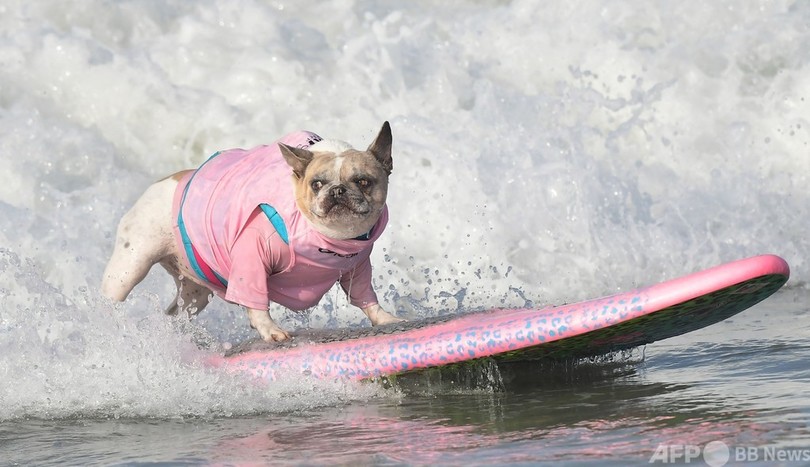 米カリフォルニアで犬のサーフィン大会 波乗りは お手 のもの 写真18枚 国際ニュース Afpbb News