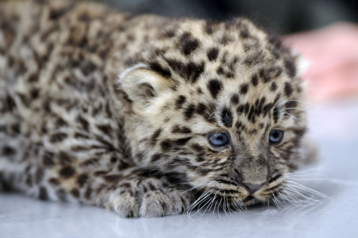 アムールヒョウの赤ちゃん初公開、ドイツ 写真7枚 国際ニュース：AFPBB