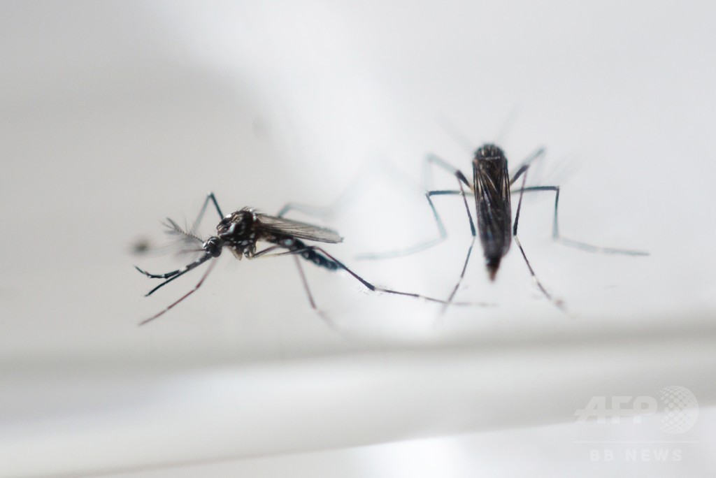 中国、初のジカ熱患者を確認 ベネズエラから帰国の男性 中国、初のジカ熱患者を確認 ベネズエラから帰国の男性