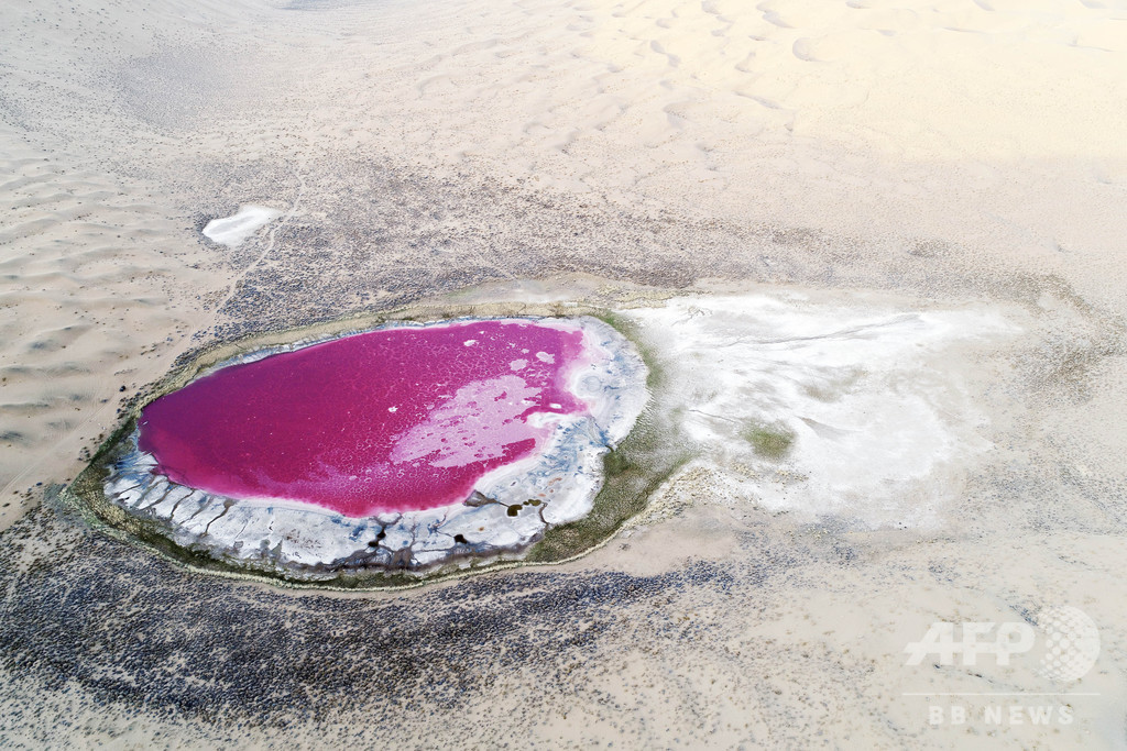砂漠に輝く宝石のよう ピンク色の湖 中国 内モンゴル 写真6枚 国際ニュース Afpbb News