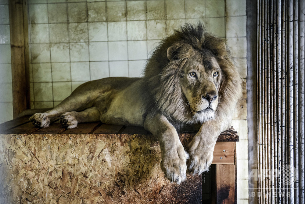 豪動物園でライオン2頭に襲われ飼育員重傷 新型コロナで休園中 写真1枚 国際ニュース Afpbb News