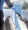 今年生まれたコウテイペンギンのひなに餌を与える飼育員（2020年11月8日撮影）。(c)Xinhua News