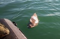 メキシコ北部カリフォルニア湾で発見された、絶滅危惧種のコガシラネズミイルカの死骸。シー・シェパード提供（2019年3月12日公開）。(c)HO / Sea Shepherd Conservation Society / AFP