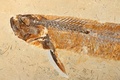 フランスからブラジルに返還された白亜紀の硬骨魚類の化石（2022年5月24日撮影）。(c) JEAN-FRANCOIS MONIER / AFP
