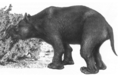 ケンブリッジ大学出版局（Cambridge University Press）のPeter Murray氏による史上最大の有袋類「ディプロトドン（Diprotodon）」の想像図（2008年6月10日提供）。(c)AFP/Cambridge University Press