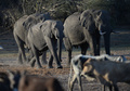 ボツワナ・マウン郊外の水辺を歩くゾウ（2019年9月28日撮影）。(c)MONIRUL BHUIYAN / AFP
