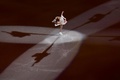 平昌冬季五輪、フィギュアスケートのエキシビションに臨む宮原知子（2018年2月25日撮影）。(c)AFP/ARIS MESSINIS
