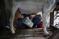 タイ・ナコンパトムの牧場で乳を搾られるヤギ（2023年6月13日撮影）。(c)Lillian SUWANRUMPHA / AFP