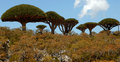 2008年3月27日、イエメンのソコトラ（Socotra）島で生育するリュウケツジュ（Dragon Blood tree）。(c)AFP/KHALED FAZAA