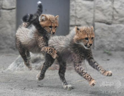 ふさふさ三つ子の赤ちゃんチーター、多摩動物公園で人気 写真16枚 国際
