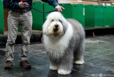 英原産シープドッグが絶滅の危機 愛犬団体発表 写真2枚 国際ニュース