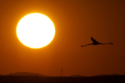 珍しい黒いフラミンゴ、キプロスで発見 世界で1羽の可能性