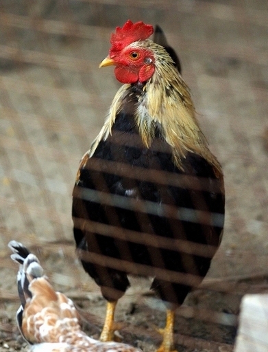 台湾、ニワトリ1.8万羽の殺処分を確認 鳥インフルH5N2型に感染