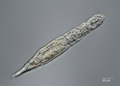 2万4千年前の微生物、蘇生に成功 シベリア永久凍土で凍結