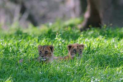 動物園生まれのライオンの四つ子、すくすく成長中