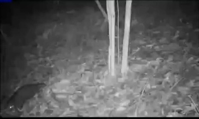 中国の珍獣・センザンコウの新たな分布域を確認 広東省