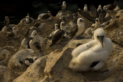 ペルー海岸にペリカンなど600羽の死骸 イルカに続く大量死