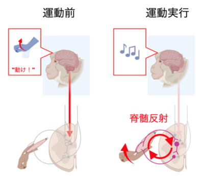 【共同研究成果】「巧みな手の動き」の主役は脊髄だった ― 随意運動制御における脊髄反射回路の役割を、神経細胞の働きとして実証 ―