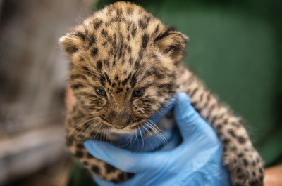 すくすく育て、ヒョウの赤ちゃん健康診断受ける デンマーク