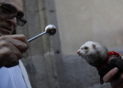 動物の守護聖人「聖アントニオの日」、スペイン・マドリード