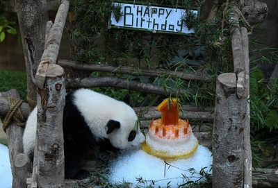 パンダの赤ちゃんが1歳に、氷のケーキでお祝い マレーシア