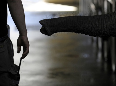 脱走ゾウに襲われ84歳男性が死亡、フランス