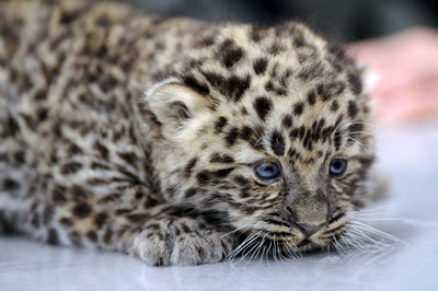 アムールヒョウの赤ちゃん初公開、ドイツ