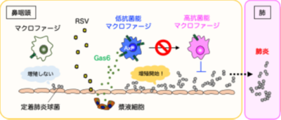 【東京医科大学】RSウイルス感染が「鼻の奥にすみつく肺炎球菌」を増やす仕組みを解明 ～免疫細胞に “ブレーキ” をかけるGas6の働きに着目～