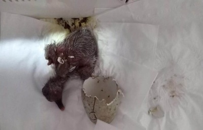 トキのひな、人工ふ化で誕生 生息数500羽超える見込み 中国