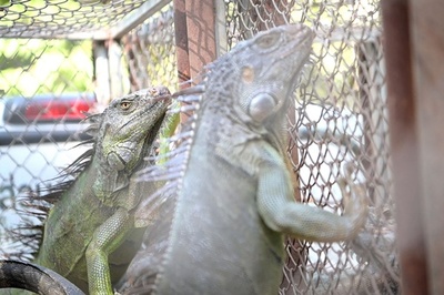 タイ、イグアナ150匹超捕獲 農作物など被害
