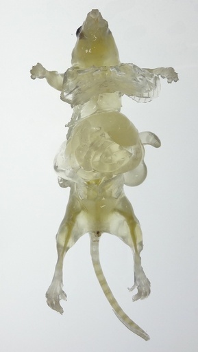 マウスを透明化する新技術開発、理研など