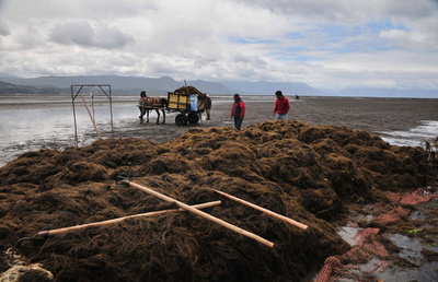 外来種は悪でない？ 日本のオゴノリ、北米で生態系回復に一役