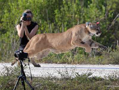 野生のフロリダパンサーやボブキャットに謎の神経障害、歩行困難に 米