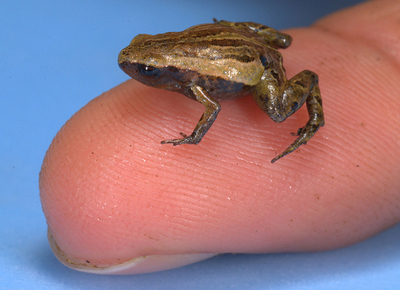 南米アンデス山脈最小のカエル