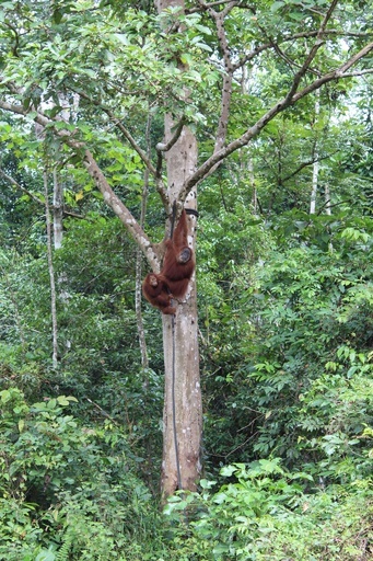 野生に帰ったオランウータン、子育て放棄で飼育員がく然