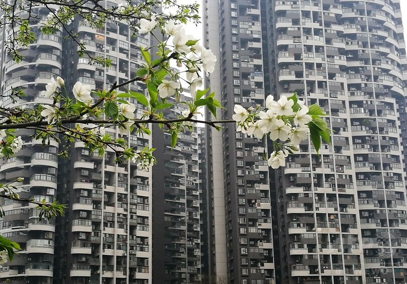 怒る気持ちはわかるけど… 成都で住民が泥棒の写真貼り出し論争に