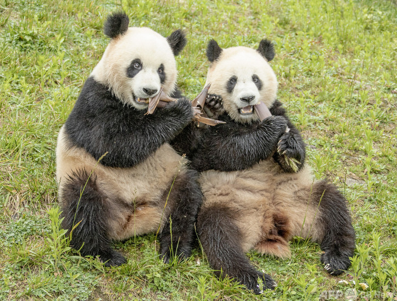 パンダの絶滅危機レベルが 格下げ 中国の専門家は むしろ危機は深刻 写真1枚 国際ニュース Afpbb News