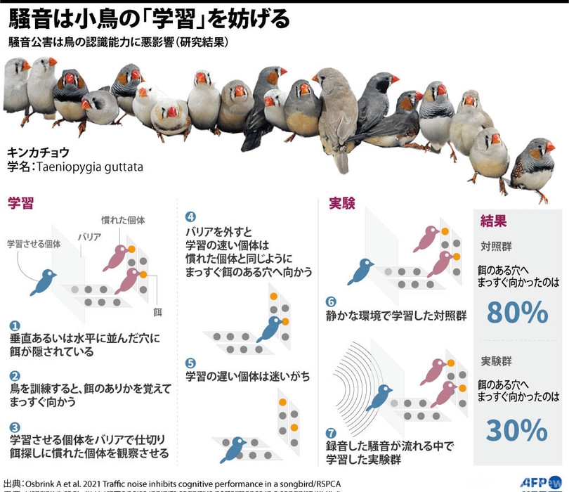 交通騒音 鳥の認識能力とコオロギの生殖に悪影響 写真3枚 国際ニュース Afpbb News