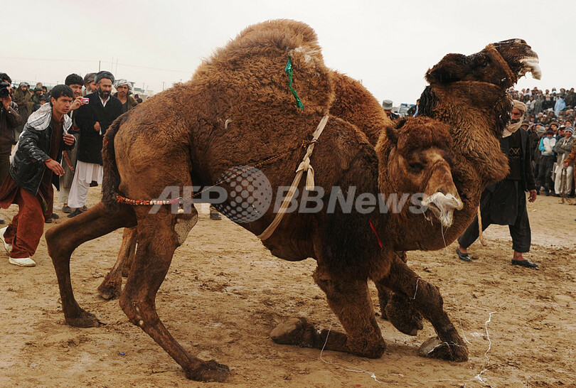 「闘犬」ならぬ「闘ラクダ」、アフガニスタンで新年行事