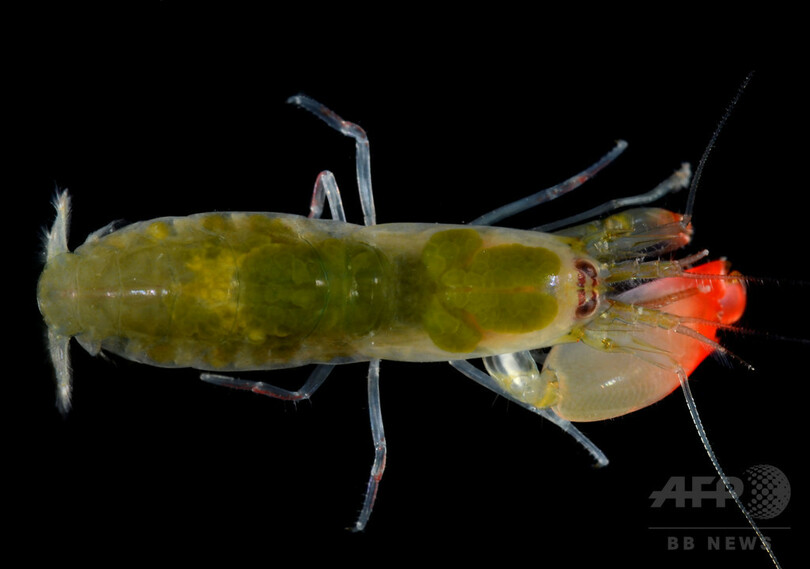 衝撃音で小魚気絶、新種エビ 「ピンク・フロイド」にちなみ命名
