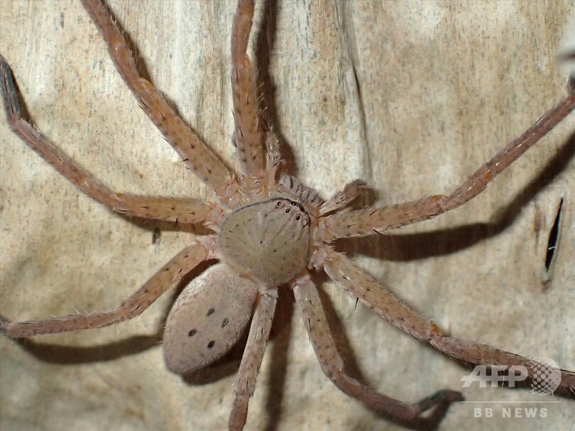 マダガスカルのクモ新属、グレタさんにちなみ命名 ドイツ人学者