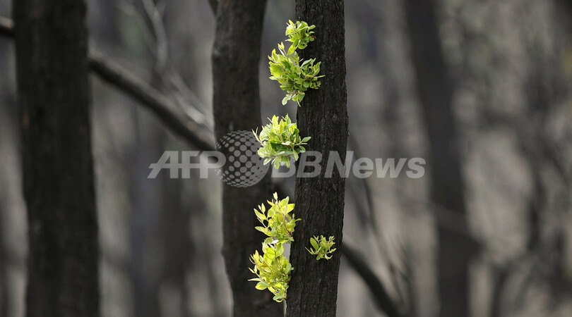 焼け跡から緑の若芽、豪山火事の山林地帯