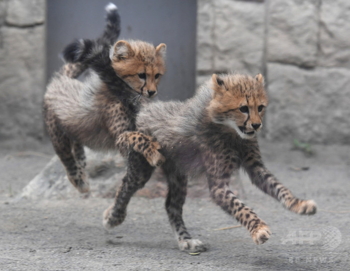 ふさふさ三つ子の赤ちゃんチーター 多摩動物公園で人気 写真16枚 国際ニュース Afpbb News