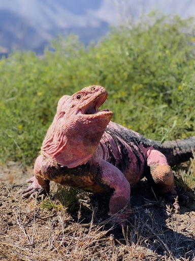 残りわずか211匹 ガラパゴス諸島のピンクイグアナ 個体数調査 写真13枚 国際ニュース Afpbb News