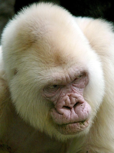 特集 真っ白なアルビノの動物たち クロウタドリ や グリーンイグアナ も 写真38枚 国際ニュース Afpbb News