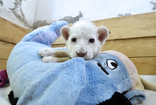 育児放棄のホワイトライオン赤ちゃん2頭、ぬいぐるみが大好き 写真8枚