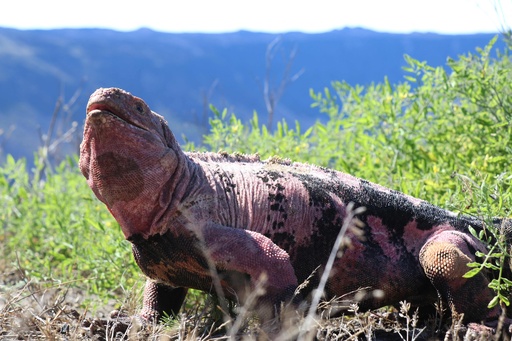 残りわずか211匹 ガラパゴス諸島のピンクイグアナ 個体数調査 写真13枚 国際ニュース Afpbb News